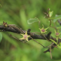 Ipomoea eriocarpa R.Br.